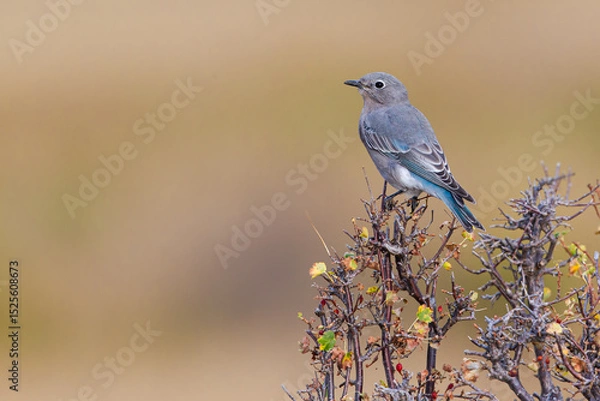 Fototapeta Mountain Bluebird