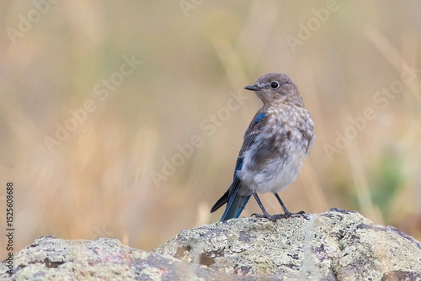 Obraz Western Bluebird
