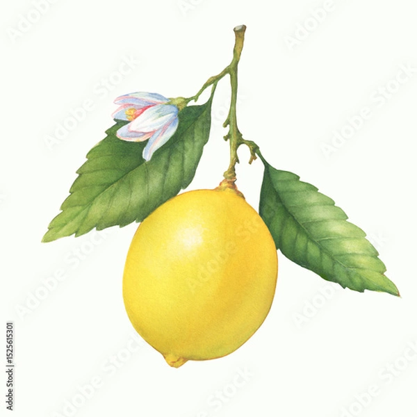 Fototapeta Fresh citrus yellow lemon fruit. Lemon tree branch with green leaves and flower. Watercolor hand-drawn illustration on white background	