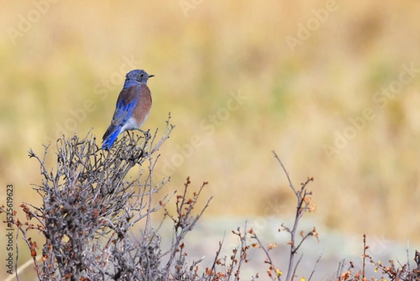 Obraz  Western Bluebird