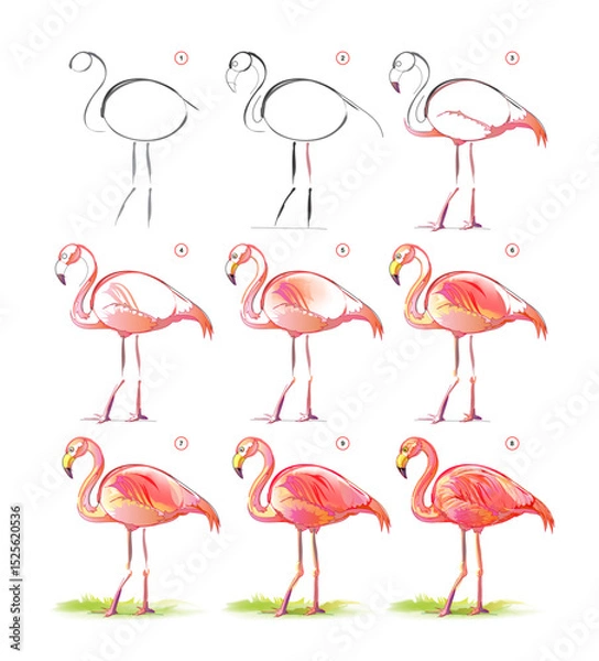 Fototapeta How to learn to draw sketch of a beautiful red flamingo. Creation step by step watercolor painting. Educational page for artists. Textbook for developing artistic skills. Vector illustration.