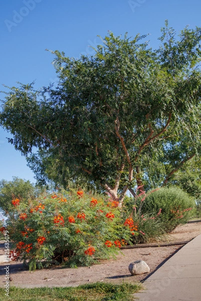 Fototapeta Xeriscaping with drought-tolerant Red Bird of Paradise or peacock flower (Caesalpinia pulcherrima) and Red Yucca along city sidewalks in Phoenix, Arizona

