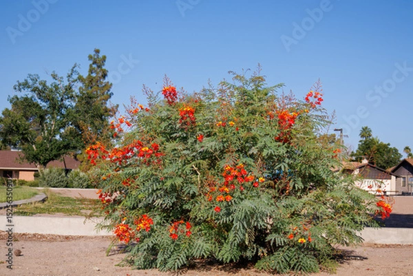 Fototapeta Xeriscaping with drought-tolerant Red Bird of Paradise or peacock flower (Caesalpinia pulcherrima) along city sidewalks in Phoenix, Arizona; copy space