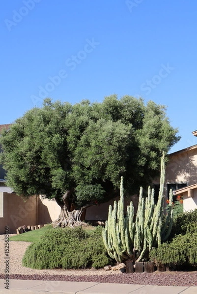 Fototapeta Totem Pole cacti and mature Olive tree in a background of Arizona desert style xeriscaped roadside in Phoenix