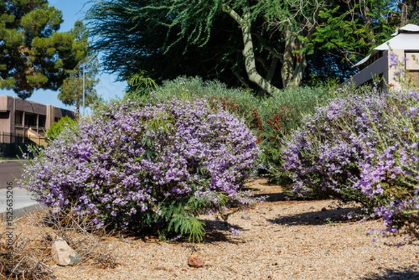 Fototapeta Roadside spring bloom of Leucophyllum frutescens also known as Texas Sage or Texas Rangers Shrub in Arizona, Southwestern style xeriscaping
