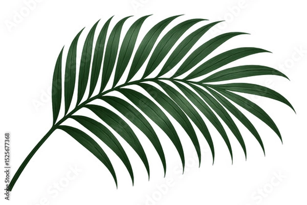 Fototapeta Green palm leaf realistically rendered, transparent background, highlighting botanical summer design element for graphic compositions
