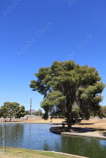 Fototapeta Huge pine trees and green grass along a shoreline of Cortez park lake in Phoenix, Arizona