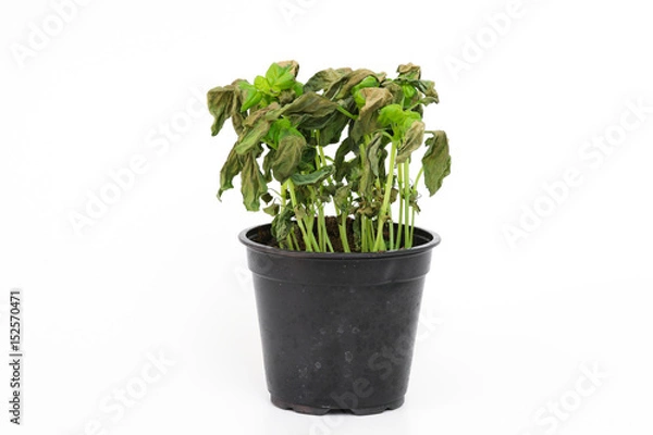 Obraz Vertrockneter Basilikum im Topf