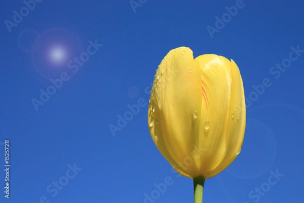 Fototapeta Yellow tulip on a background sky