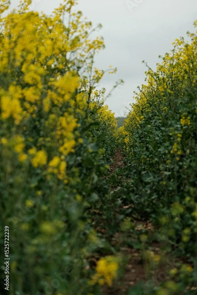 Fototapeta A field of yellow flowers with a path through it