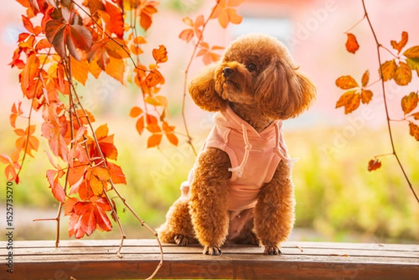 Obraz A toy poodle in autumn