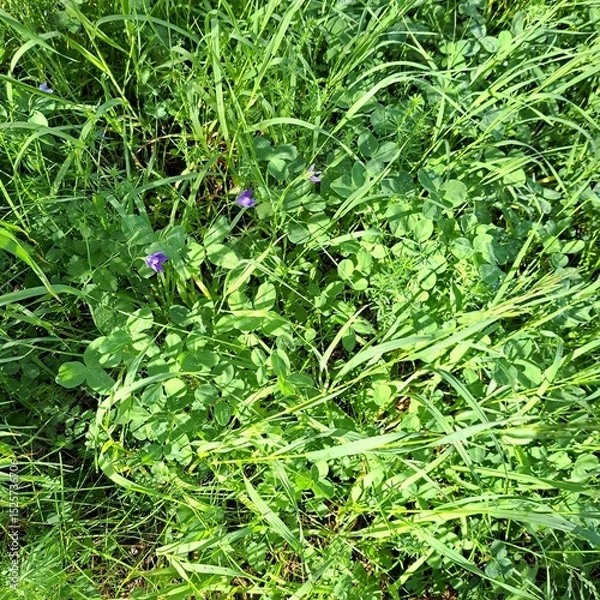 Obraz green grass with dew dropswild meadow field flowers photo image 