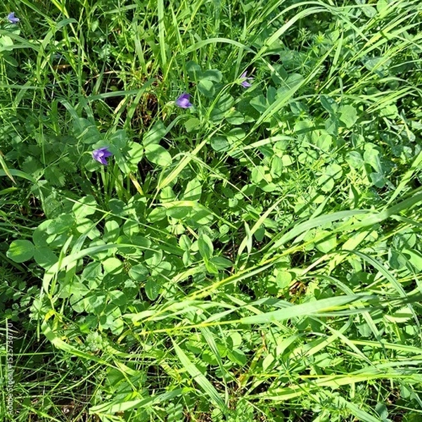 Obraz wild flowers in the garden