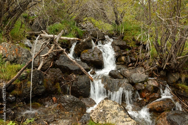 Obraz A turbulent stream of a rapid brook flows through a dense coniferous forest from a high mountain on a cloudy summer day.