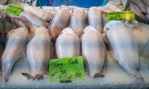 Obraz Catch of the day on fist market in Oostende, North Sea, Belgium, fresh turbot, bot, plaice flat fishes close up