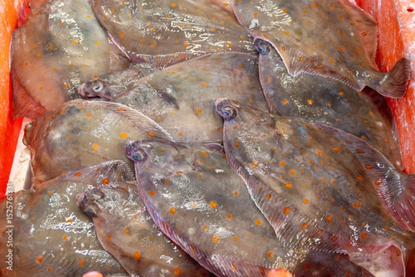 Obraz Catch of the day on fist market in Oostende, North Sea, Belgium, fresh turbot, bot, plaice flat fishes close up