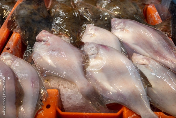 Obraz Catch of the day on fist market in Oostende, North Sea, Belgium, fresh turbot, bot, plaice flat fishes close up