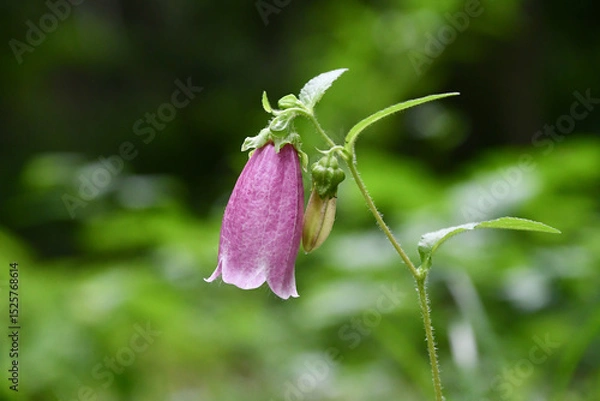 Obraz ホタルブクロ　Bellflower	