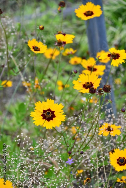 Obraz キンケイギク　Coreopsis	