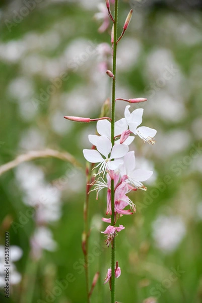 Obraz ガウラ（ヤマモモソウ） White Gaura