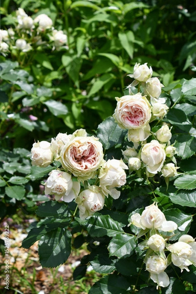 Obraz バラ「パシュミナ」 Rose 'Pashmina'