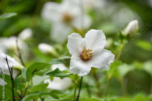 Obraz セイヨウバイカウツギ「ベル・エトワール」Mock orange 'Belle etoile'	