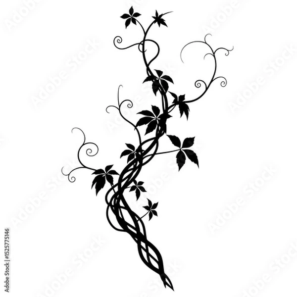 Fototapeta A sinuous black vine climbs elegantly, adorned with stylized leaves, isolated on white background