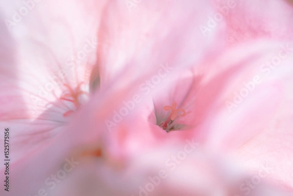 Obraz pink flower macro