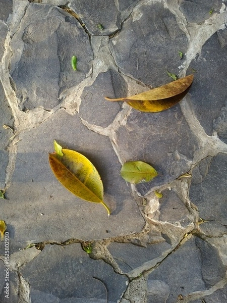 Fototapeta stone path with fallen leaves, A yellow fallen leaf lies in the sunlight on a gray concrete tile
