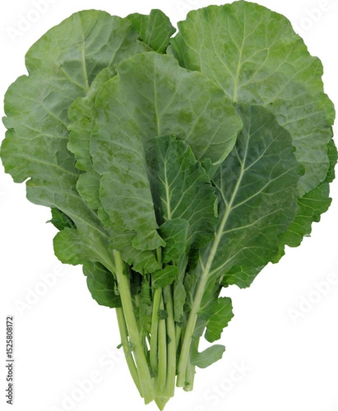 Obraz Collard Without Background