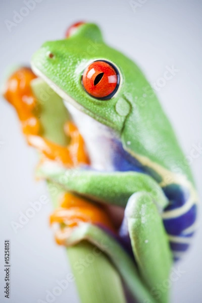 Fototapeta Frog