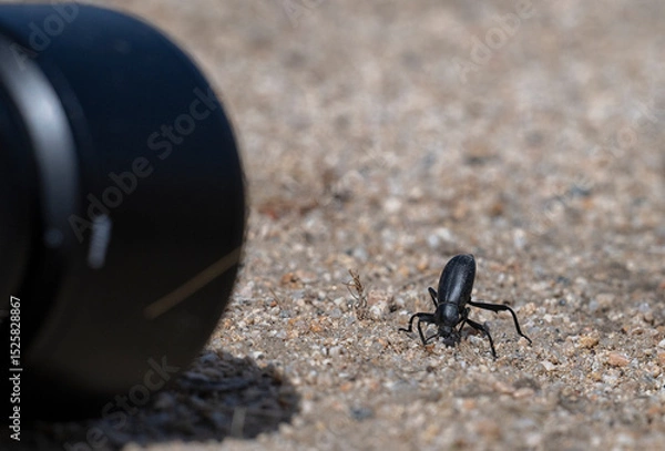 Obraz Photographer is tacking picture of desert stink beetle in Mojave desert, Nevada, USA