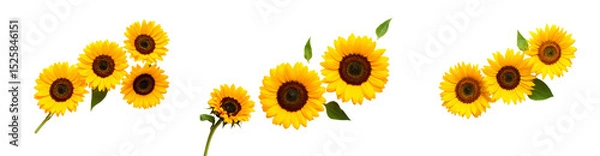 Obraz Flat lay of three sunflowers in varying bloom stages on white background