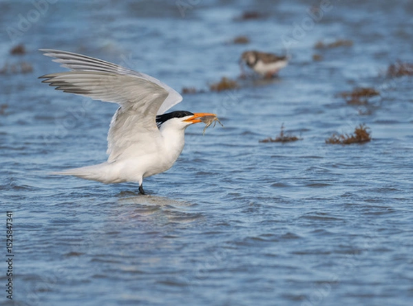Obraz The royal tern (Thalasseus maximus) with ghost crab in its beak. Galveston, Texas, USA.