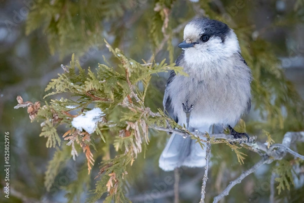 Obraz A wild Canada jay perched in a tree in Sax-Zim Bog in Minnesota.