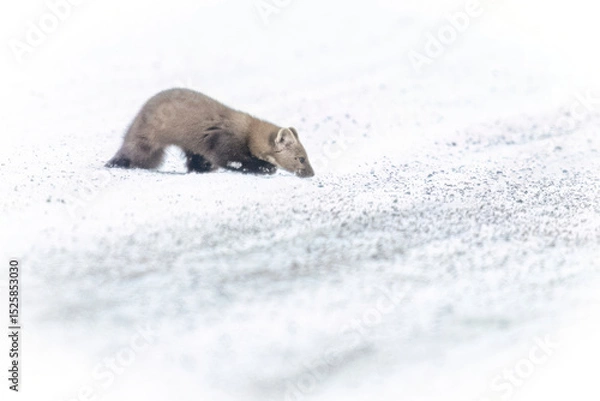 Obraz A wild pine marten in Sax-Zim Bog in Minnesota.