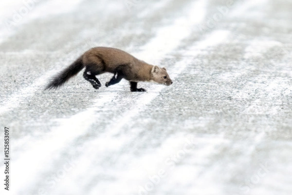 Obraz A wild pine marten in Sax-Zim Bog in Minnesota.