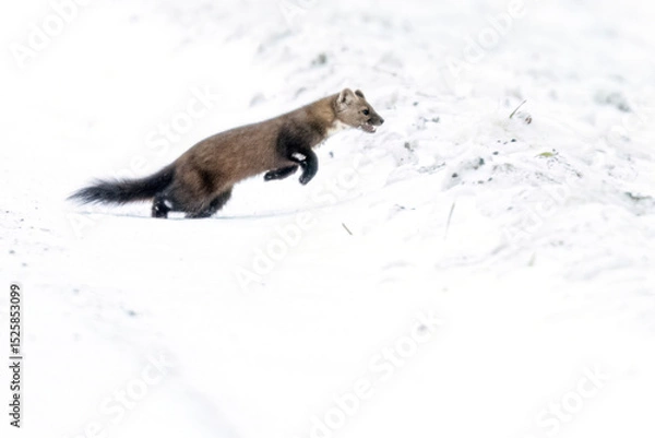 Obraz A wild pine marten in Sax-Zim Bog in Minnesota.
