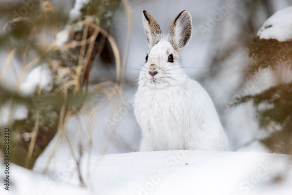 Obraz A wild snowshoe hare in the forest of Sax-Zim Bog in Minnesota.