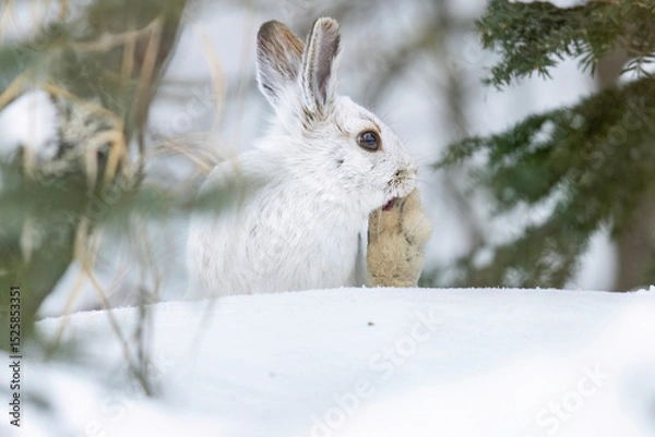 Obraz A wild snowshoe hare in the forest of Sax-Zim Bog in Minnesota.