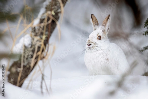 Obraz A wild snowshoe hare in the forest of Sax-Zim Bog in Minnesota.