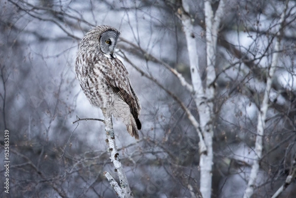 Obraz A wild great grey owl in Sax-Zim Bog in Minnesota.