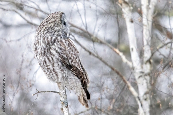 Obraz A wild great grey owl in Sax-Zim Bog in Minnesota.