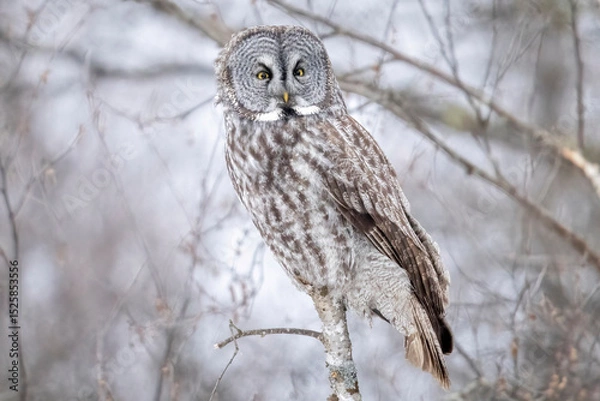 Obraz A wild great grey owl in Sax-Zim Bog in Minnesota.