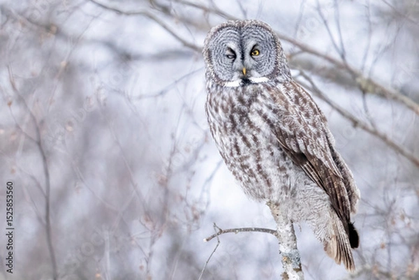 Obraz A wild great grey owl in Sax-Zim Bog in Minnesota.