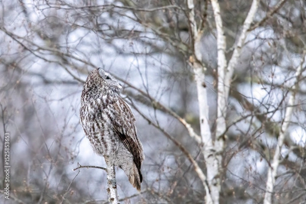 Obraz A wild great grey owl in Sax-Zim Bog in Minnesota.