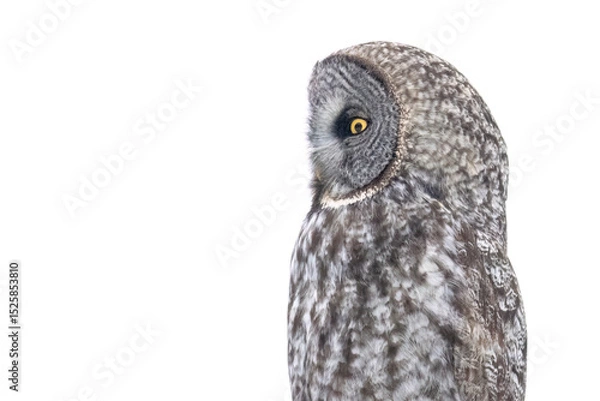 Obraz A wild great grey owl in Sax-Zim Bog in Minnesota.