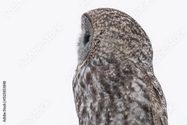 Obraz A wild great grey owl in Sax-Zim Bog in Minnesota.