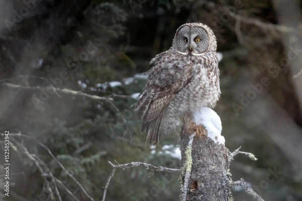 Obraz A wild great grey owl in Sax-Zim Bog in Minnesota.