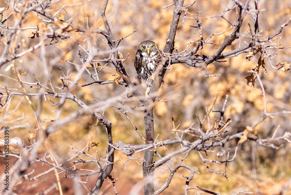 Obraz A wild northern pygmy owl perched in a tree in a park in Colorado.